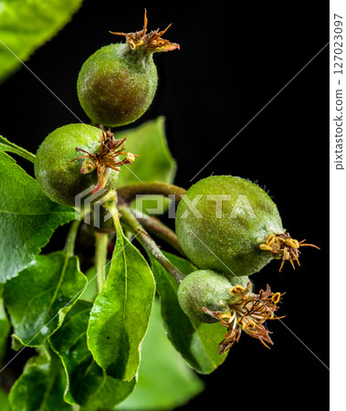 Apple Fruitlets on a Branch Against Black Apple Fruitlets on a Branch Against Black 127023097