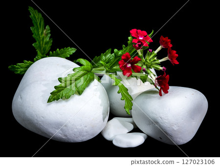 Red Verbena Flowers with White Stones on Black Red Verbena Flowers with White Stones on Black 127023106