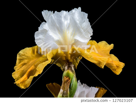 White and Yellow Bearded Iris on Black White and Yellow Bearded Iris on Black 127023107