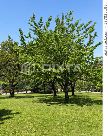 Green trees in summer park under blue sky. Wide grass field with leafy canopies casting shadows on sunny day 127023193