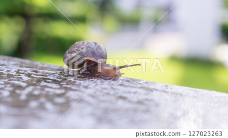 little helix snail on concrete wall close up 127023263