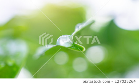 rain water drop on green leaf closeup natural background 127023264