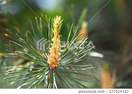 Close Up of a Pine Sprout with Pollen on a Spring Day. Green Pine Tree Branch with New Growth. 127024187