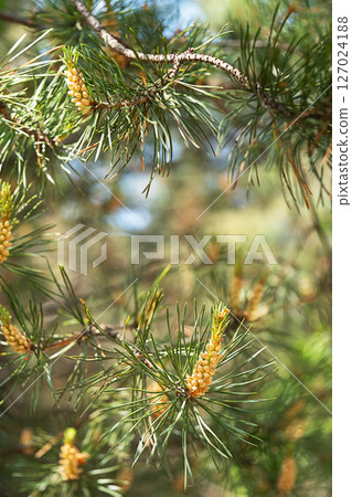 Pine Branches with Fresh Green Needles and Small Yellow Pollen Cones. Natural Spring Forest Scene for Environmental Design. 127024188