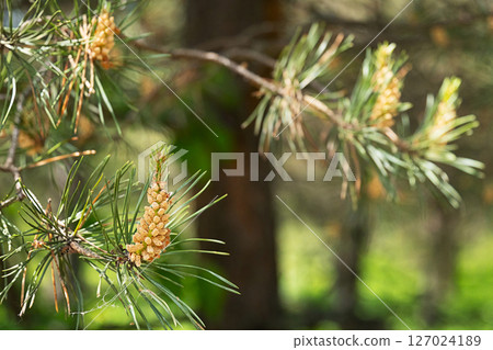 Cluster of Small Pine Pones and Green Needles on a Tree Branch, Showcasing Natural Growth Concept in Forest. 127024189