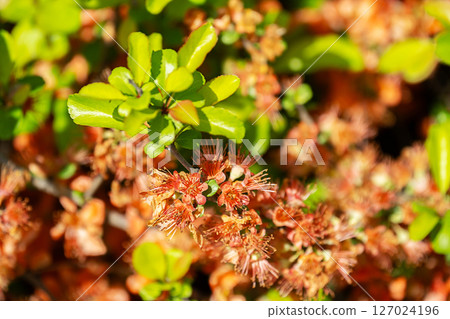 Close Up of Orange Quince Flowers Blooming on a Tree with Green Foliage. 127024196