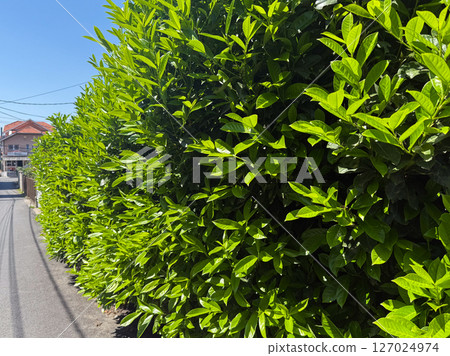 Dense hedge with glossy green leaves cherry laurel. Sunlit shrub prunus laurocerasus with thick foliage growing along roadside. Dense hedge with glossy green leaves cherry laurel. Sunlit shrub prunus laurocerasus with thick foliage growing along roadside. 127024974