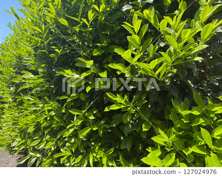 Dense hedge with glossy green leaves cherry laurel. Sunlit shrub prunus laurocerasus with thick foliage growing along roadside. Dense hedge with glossy green leaves cherry laurel. Sunlit shrub prunus laurocerasus with thick foliage growing along roadside. 127024976