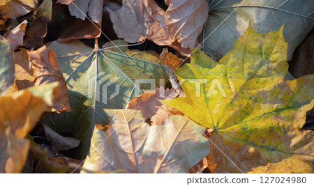 background of fallen, dry, autumn leaves of yellow and brown with green shades background of fallen, dry, autumn leaves of yellow and brown with green shades 127024980
