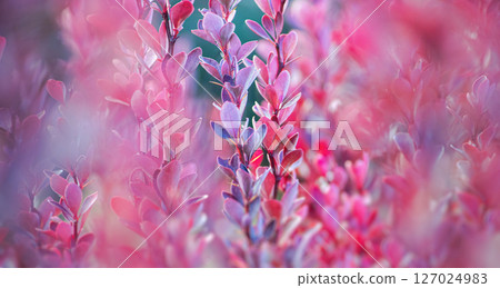 The natural background made from barberry is decorative. Pink-reddish leaves with a border along the edge. Soft focus 127024983