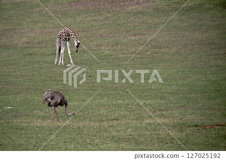 A giraffe and an ostrich eating in a meadow A giraffe and an ostrich eating in a meadow 127025192