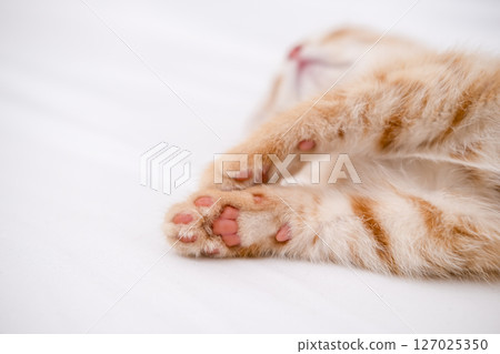 Little red kitten lying on a white sheet Little red kitten lying on a white sheet 127025350