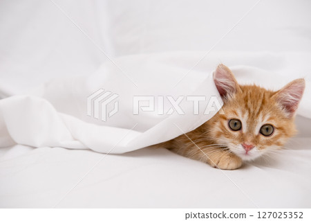 Little red kitten lying on a white sheet Little red kitten lying on a white sheet 127025352