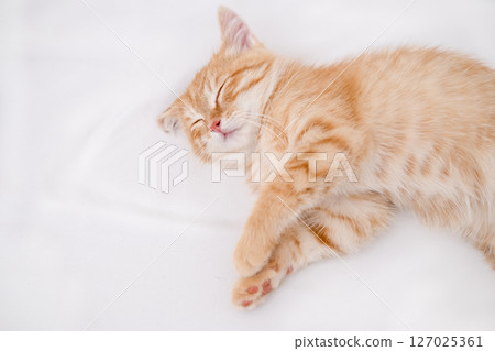 Little red kitten lying on a white sheet 127025361
