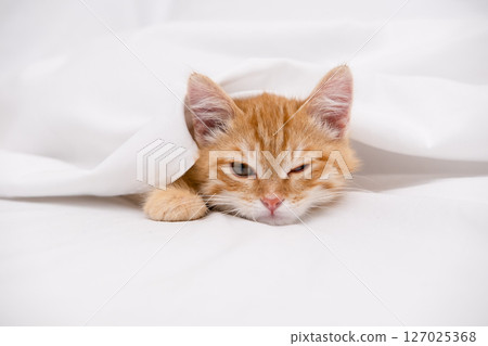 Little red kitten lying on a white sheet 127025368