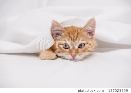 Little red kitten lying on a white sheet Little red kitten lying on a white sheet 127025369