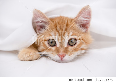 Little red kitten lying on a white sheet 127025370