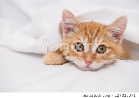 Little red kitten lying on a white sheet Little red kitten lying on a white sheet 127025371