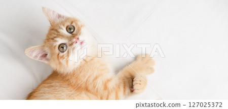 Little red kitten lying on a white sheet 127025372