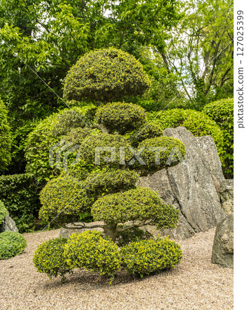 Manicured Garden Featuring Ornamental Topiary, Rocks, and Natural Greenery 127025399