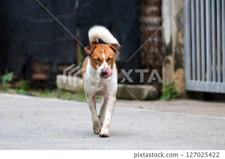 The small brown and white dog is action play on cement floor The small brown and white dog is action play on cement floor 127025422