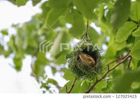 The yellow bird on Build nest from dry stick hay in nature 127025423
