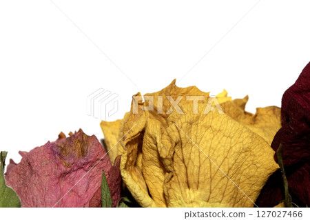 Close Up of Dead Dried Yellow and Red Rose Flower Petals on a White Background Close Up of Dead Dried Yellow and Red Rose Flower Petals on a White Background 127027466
