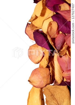 Beautiful withered dried dead rose petals on a white background 127027487