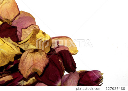Beautiful withered dried dead rose petals on a white background 127027488
