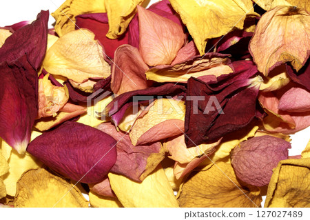 Beautiful withered dried dead rose petals on a white background 127027489