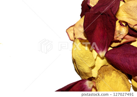 Beautiful withered dried dead rose petals on a white background 127027491
