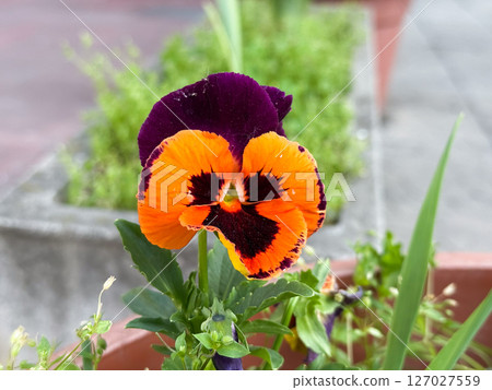 Single pansy with orange and purple petals. Close-up of vibrant flower in concrete planter near walkway. Single pansy with orange and purple petals. Close-up of vibrant flower in concrete planter near walkway. 127027559