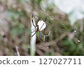 Predation by the giant orb spider 127027711