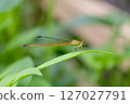 Ryukyu Red Damselfly, side view 127027791