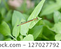 Ryukyu Red Damselfly Diagonal view 127027792