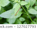 Ryukyu Red Damselfly Head Down 127027793