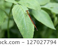 Ryukyu Red Damselfly overhead 127027794