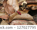 Large-breasted red-winged firefly 127027795