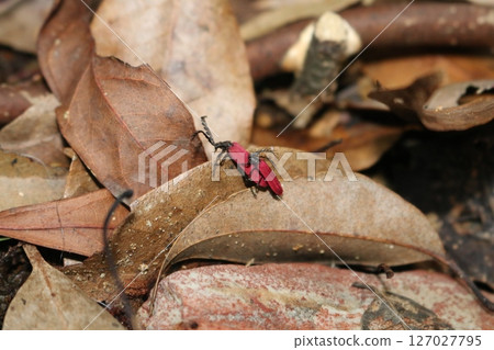 大胸紅翅螢火蟲 127027795