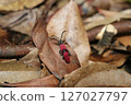 Mating of the Large-breasted Red-Winged Firefly 127027797