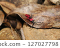 Mating of the Large-breasted Red-Winged Firefly 127027798
