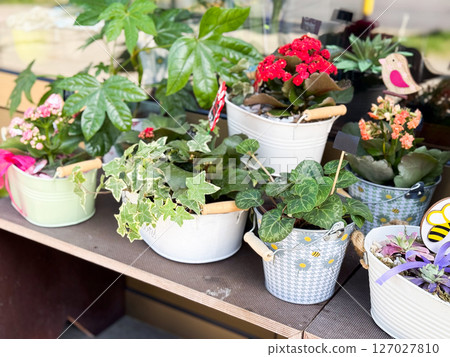 Mixed potted houseplants and flowers in decorative containers. Ivy, cyclamen, kalanchoe, and tropical leaves displayed on wooden shelf. Mixed potted houseplants and flowers in decorative containers. Ivy, cyclamen, kalanchoe, and tropical leaves displayed on wooden shelf. 127027810
