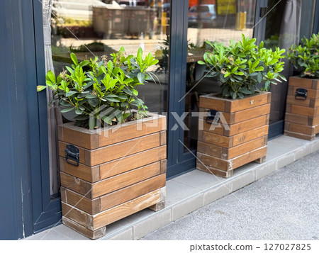 Wooden planters with green shrubs by glass doors. Symmetrical outdoor decoration in front of modern building facade. 127027825
