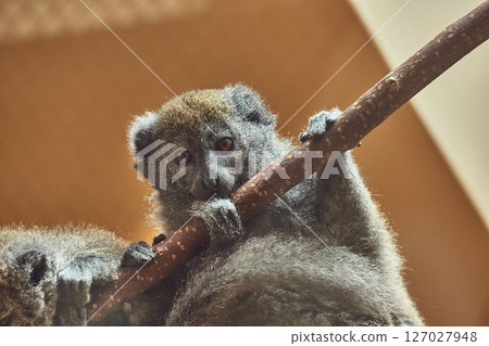 Lac Alaotra bamboo lemur hanging on a branch, holding on Lac Alaotra bamboo lemur hanging on a branch, holding on 127027948