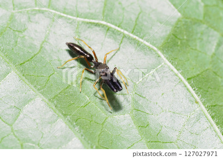 犀牛蜘蛛（雄性） 127027971