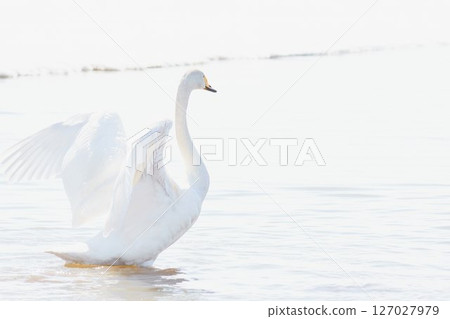 Swans that visit Hokkaido in spring, flapping their wings Swans that visit Hokkaido in spring, flapping their wings 127027979