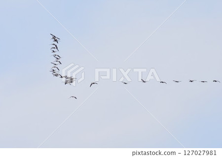 北海道春季,一群針尾鴨呈「V」字形飛行 北海道春季,一群針尾鴨呈「V」字形飛行 127027981