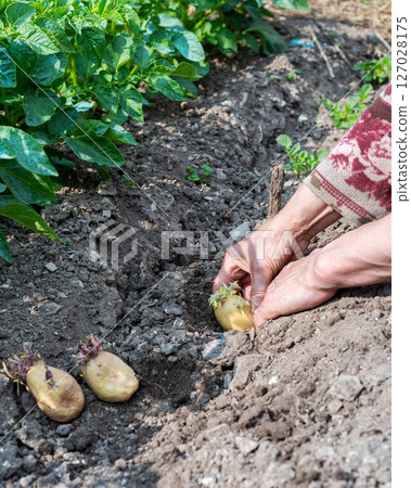 Hand planting potato tubers with sprouts in the ground. Agriculture. 127028175