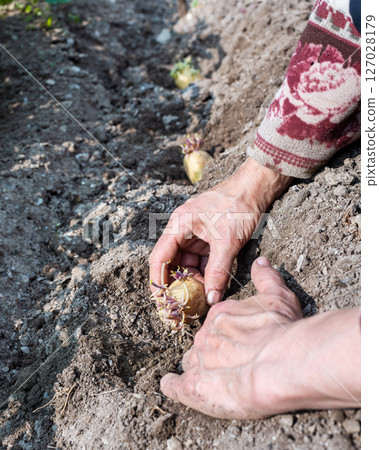 Hand planting potato tubers with sprouts in the ground. Agriculture. 127028179
