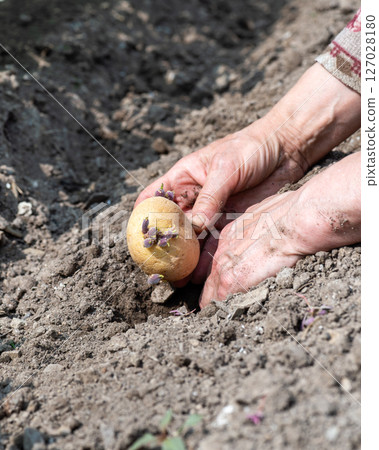 Hand planting potato tubers with sprouts in the ground. Agriculture. 127028180